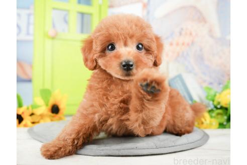 成約済の千葉県のトイプードル-377611の7枚目